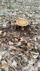 Cortinarius glaucopus