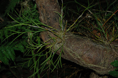 Dendrobium equitans