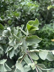 Vangueria parvifolia