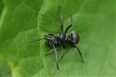Myrmhopla