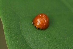 Coccinellidae