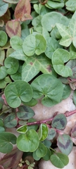 Dichondra