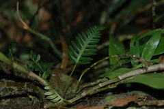 Davallia pectinata