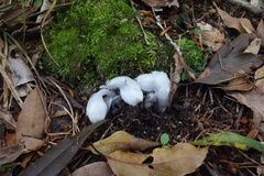 Monotropastrum humile