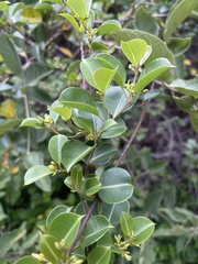 Cryptolepis cryptolepioides
