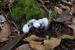 Monotropastrum humile