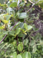 Cryptolepis cryptolepioides