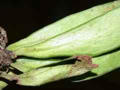 Antrophyum sessilifolium