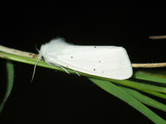 Spilosoma urticae