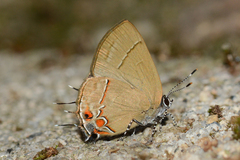 Calycopis origo