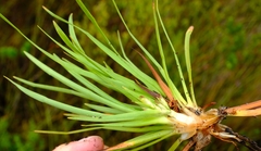 Capeobolus brevicaulis
