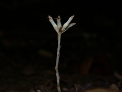 Burmannia championii