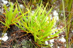 Capeobolus brevicaulis