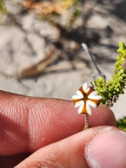 Jamesbrittenia albomarginata