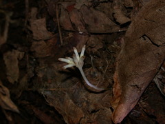 Burmannia championii