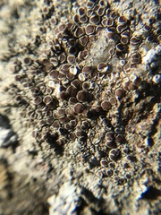 Lecanora campestris