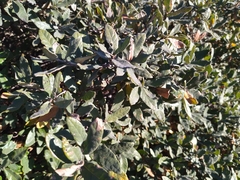 Quercus microphylla