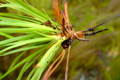 Capeobolus brevicaulis