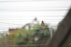 Turdus chrysolaus