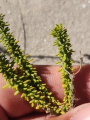 Jamesbrittenia albomarginata