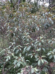 Croton gratissimus gratissimus