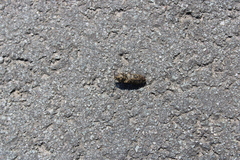 Prosternon tessellatum