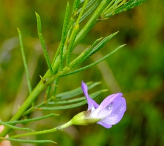 Psoralea