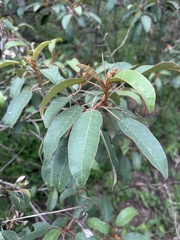 Croton gratissimus gratissimus