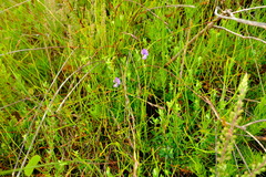 Psoralea