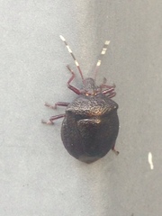 Antiteuchus mixtus