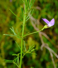 Psoralea