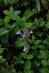 Scutellaria tashiroi