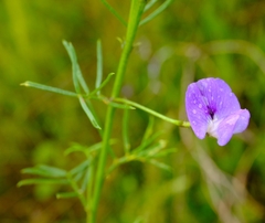 Psoralea