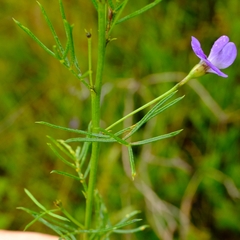 Psoralea