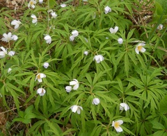 Anemonoides caerulea