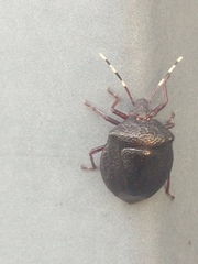 Antiteuchus mixtus