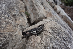 Oedaleus infernalis