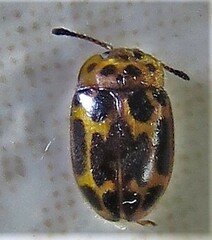Epopterus partitus