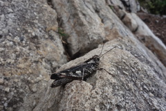 Oedaleus infernalis