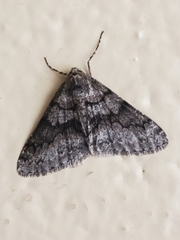 Phigalia denticulata