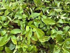 Viburnum odoratissimum