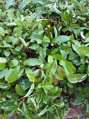 Viburnum odoratissimum