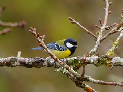 Parus monticolus