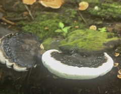 Earliella