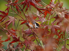 Aegithalos concinnus