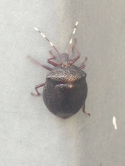 Antiteuchus mixtus