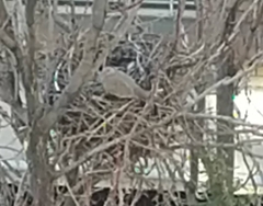 Streptopelia senegalensis