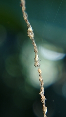Cyclosa