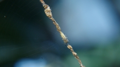 Cyclosa