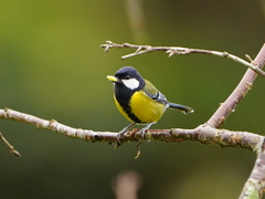 Parus monticolus
